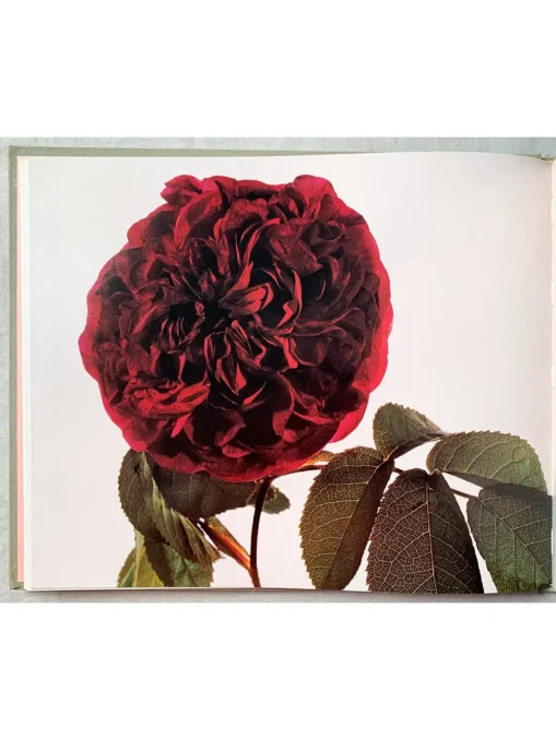 Old Garden Roses And Selected Modern Hybrids