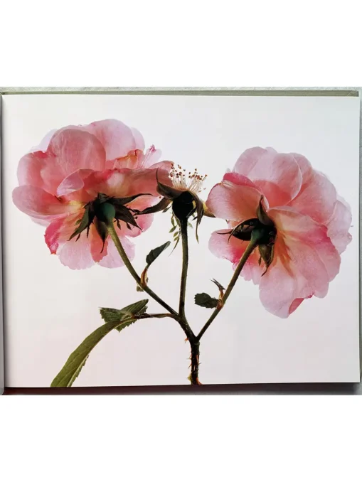 Old Garden Roses And Selected Modern Hybrids