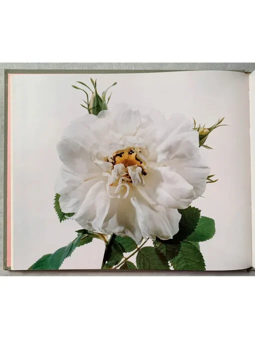Old Garden Roses And Selected Modern Hybrids