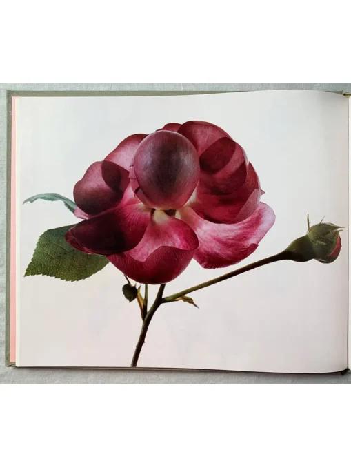 Old Garden Roses And Selected Modern Hybrids