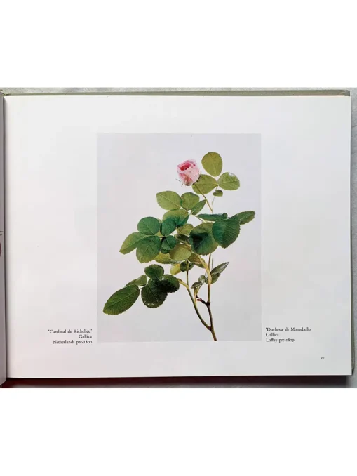 Old Garden Roses And Selected Modern Hybrids