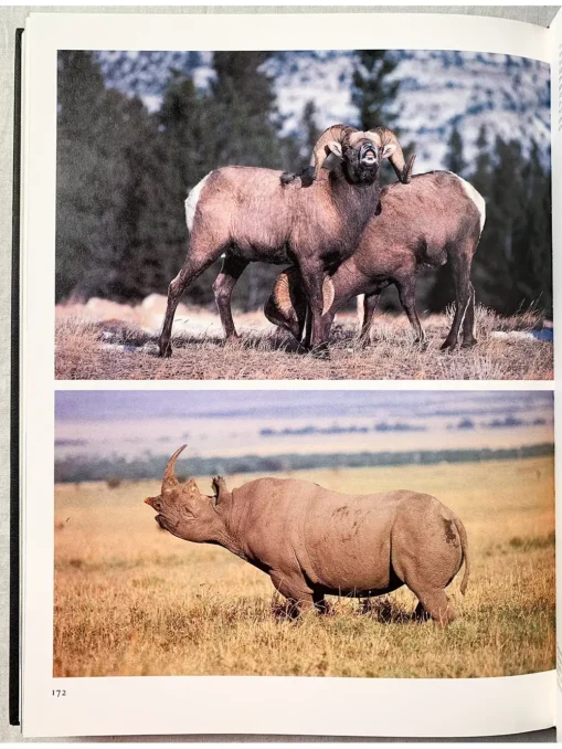 Animalwatching A Field Guide To Animal Behaviour