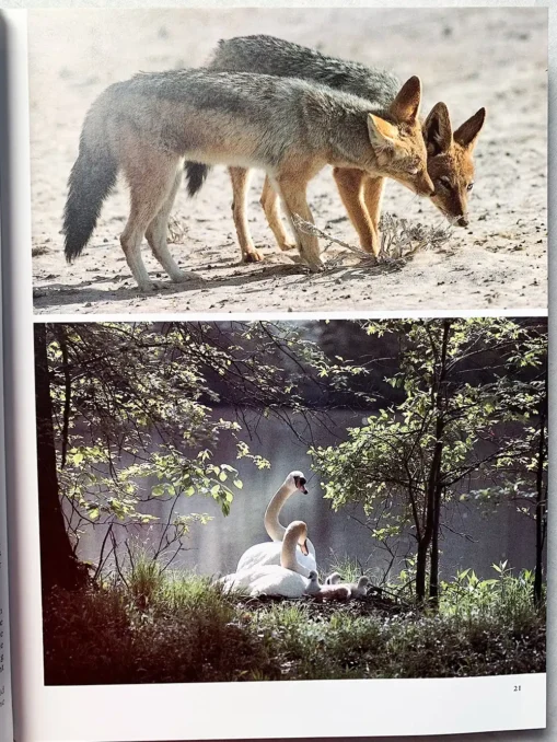 Animalwatching A Field Guide To Animal Behaviour