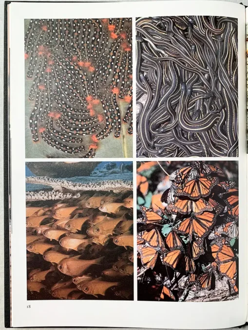 Animalwatching A Field Guide To Animal Behaviour
