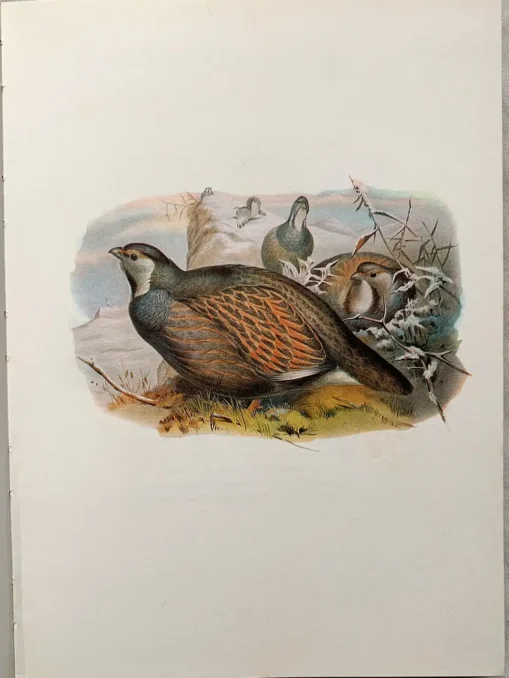 Birds Of Asia