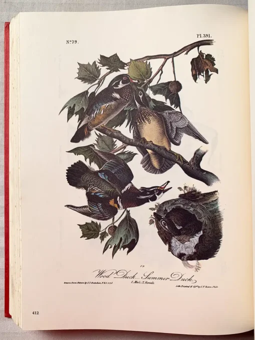 The art of Audubon the complete birds and mammals