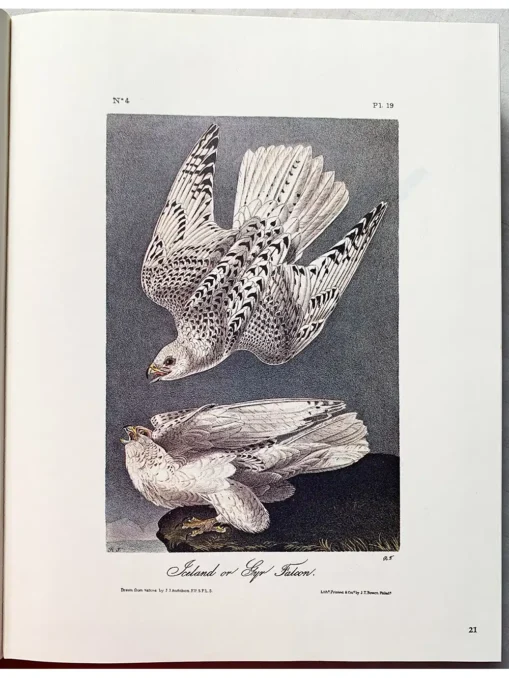 The art of Audubon the complete birds and mammals