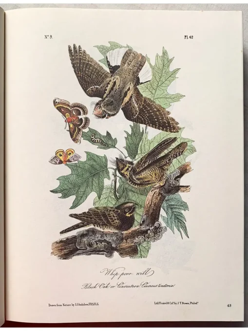 The art of Audubon the complete birds and mammals