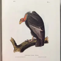 The art of Audubon the complete birds and mammals