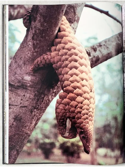 Indian Wildlife