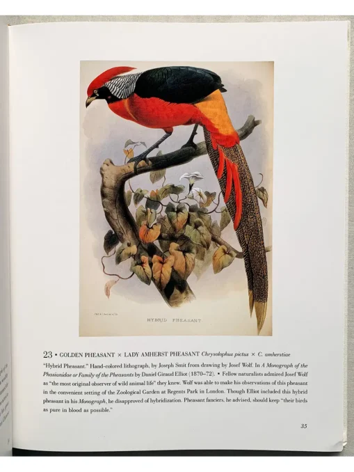 The Bird Illustrated 1550-1900 From The Collections Of The New York Public Library