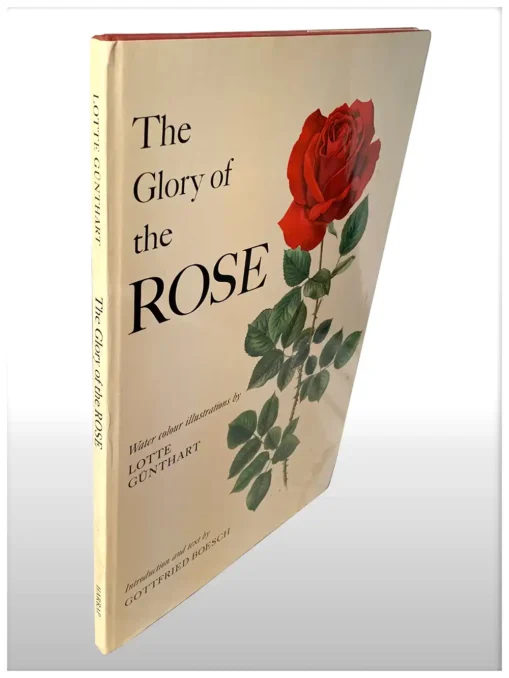 The Glory Of The Rose