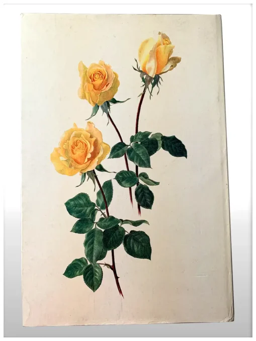 The Glory Of The Rose