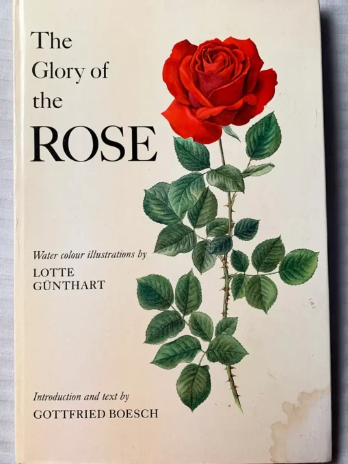 The Glory Of The Rose - Image 11