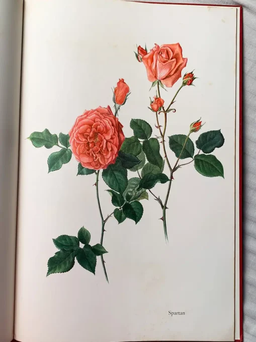 The Glory Of The Rose