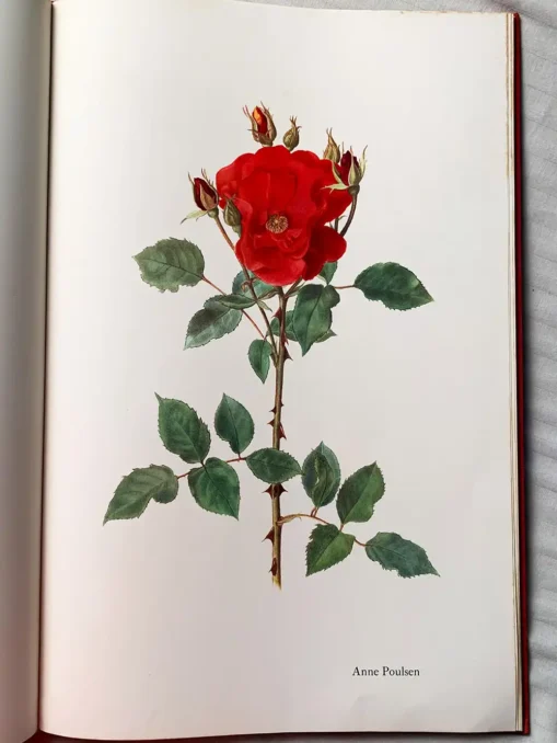 The Glory Of The Rose