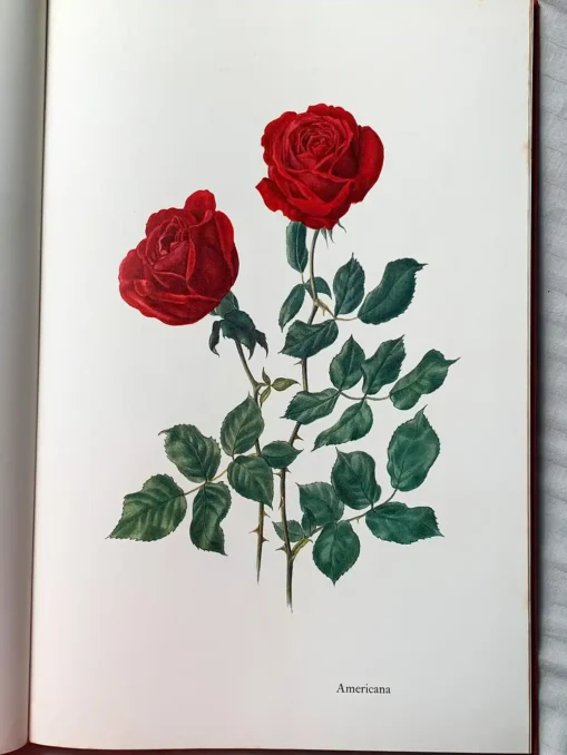 The Glory Of The Rose