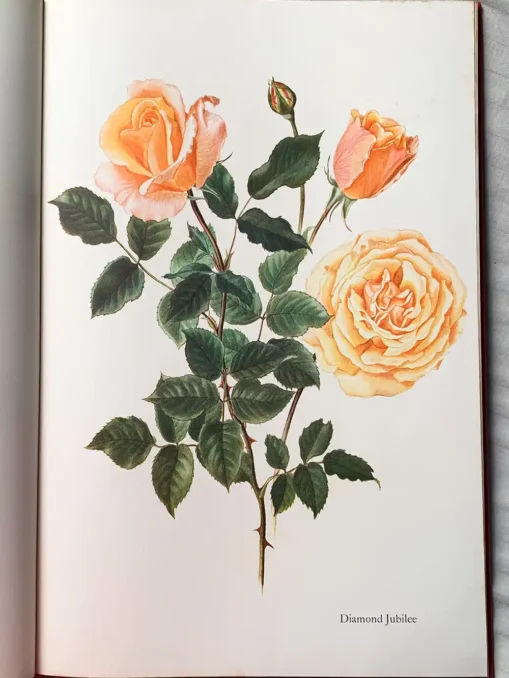 The Glory Of The Rose