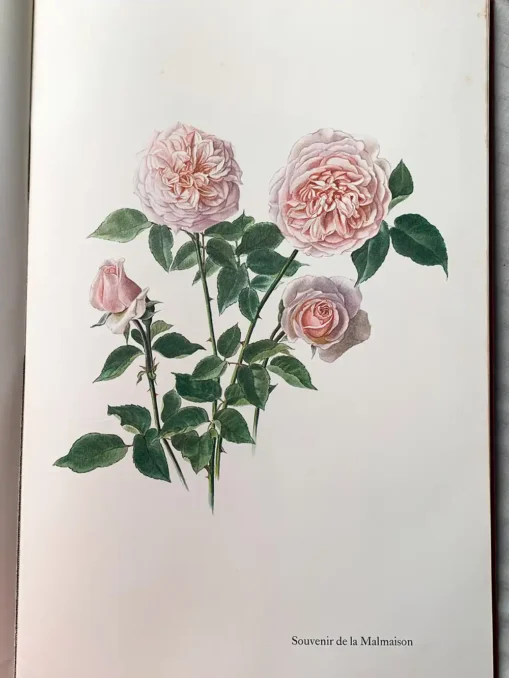 The Glory Of The Rose