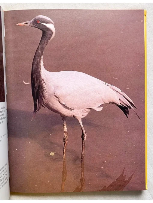 Bharatpur Bird Paradise
