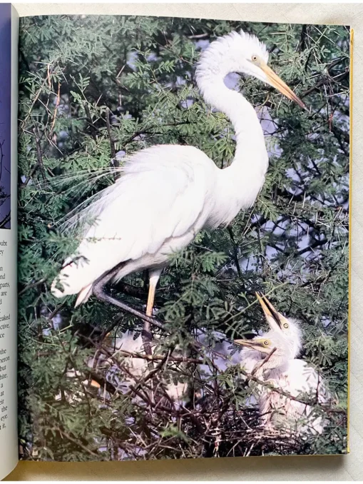 Bharatpur Bird Paradise