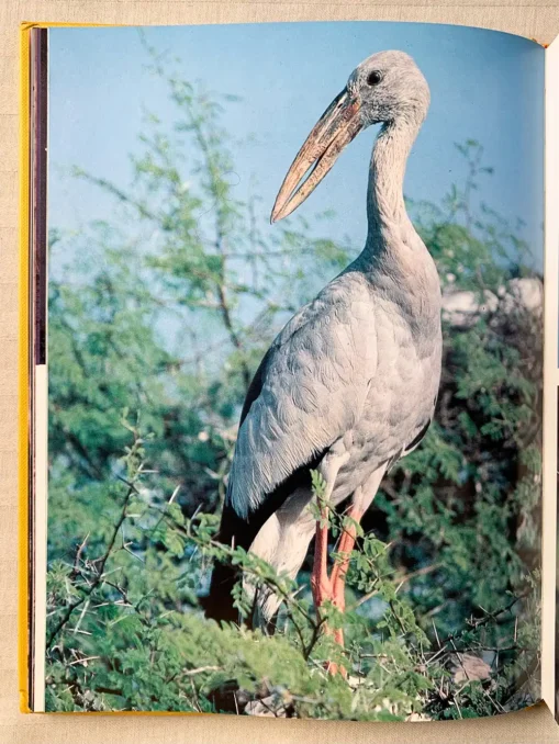 Bharatpur Bird Paradise