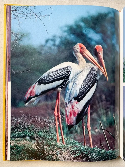 Bharatpur Bird Paradise