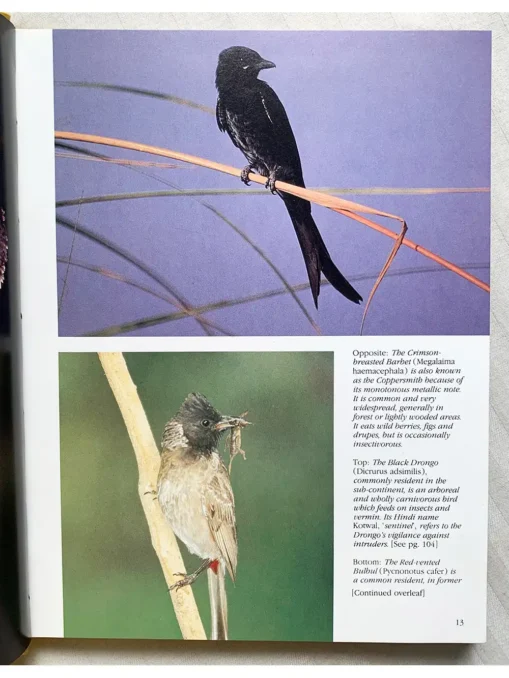Bharatpur Bird Paradise