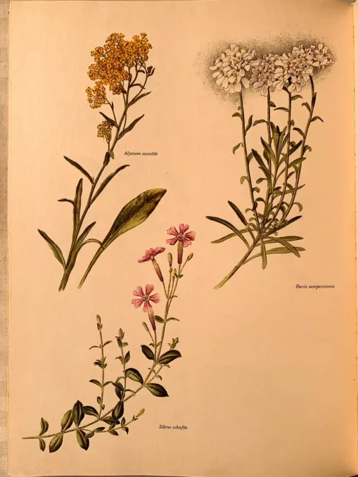 The Hamlyn Book Of Garden Flowers