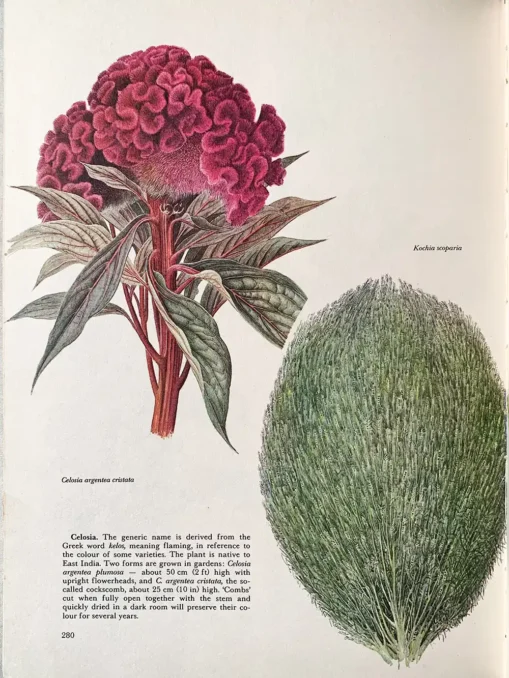 The Hamlyn Book Of Garden Flowers