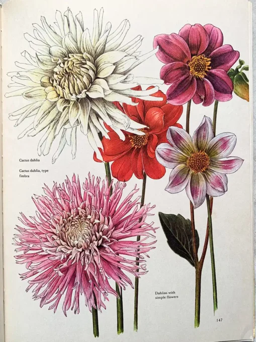 The Hamlyn Book Of Garden Flowers