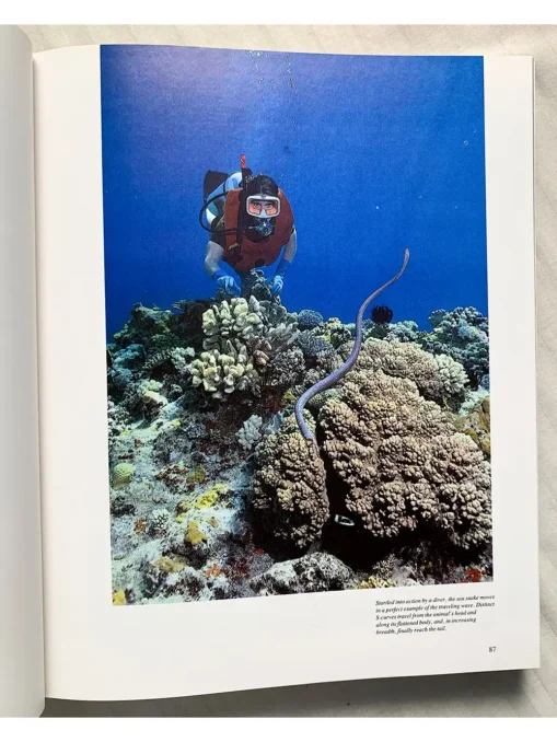 The Ocean World