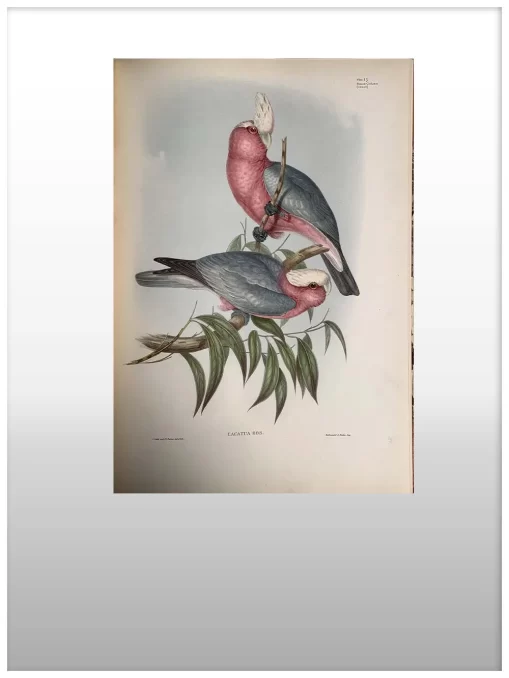 Fine Bird Books 1700-1900 (2 Copies)