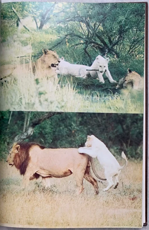 The White Lions of Timbavati - Image 13