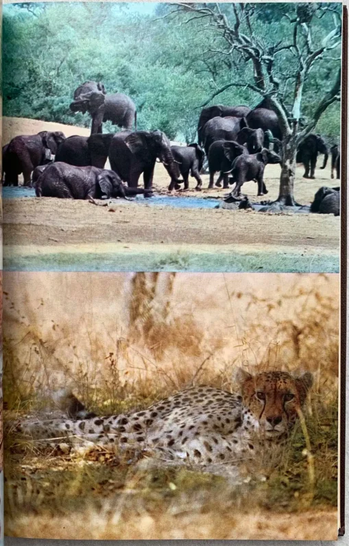 The White Lions of Timbavati - Image 12