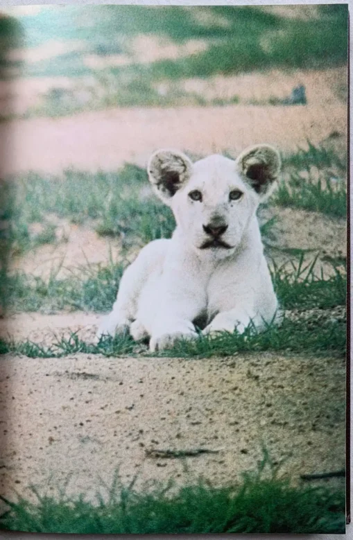 The White Lions of Timbavati - Image 11