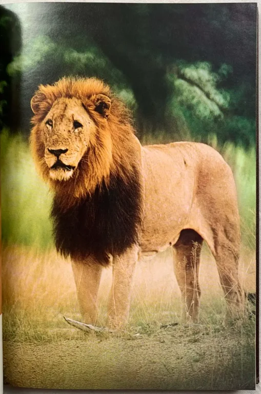 The White Lions of Timbavati - Image 10