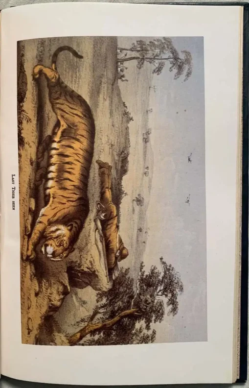 Tiger-shooting In India - Image 10