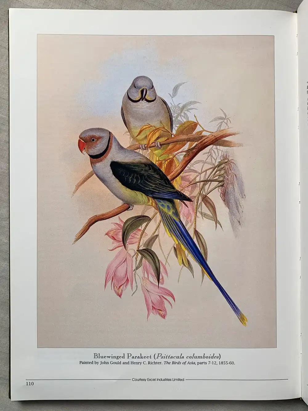 Salim Ali’s India - Image 9