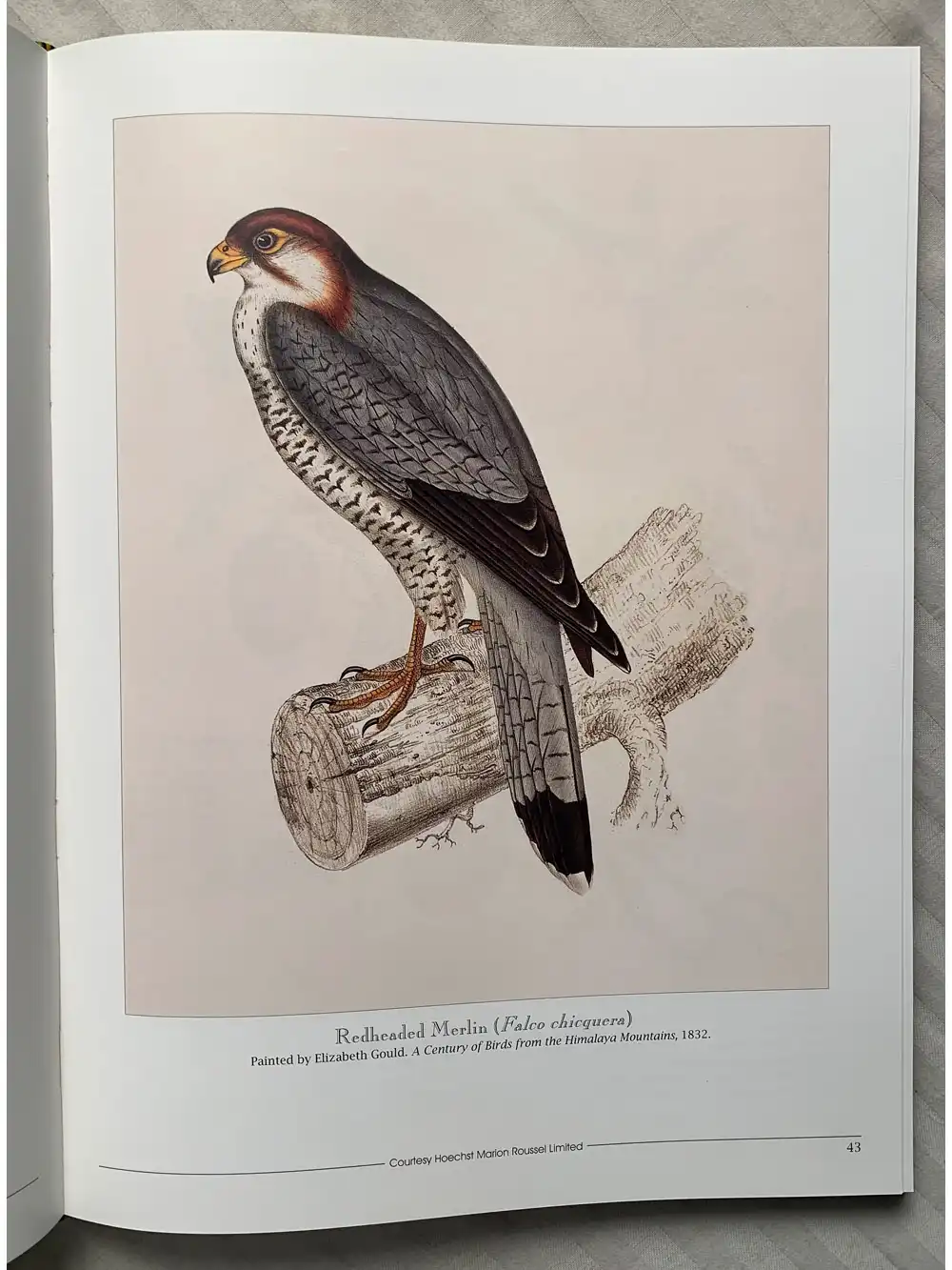Salim Ali’s India - Image 8