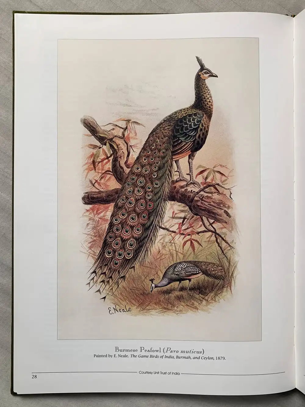 Salim Ali’s India - Image 6