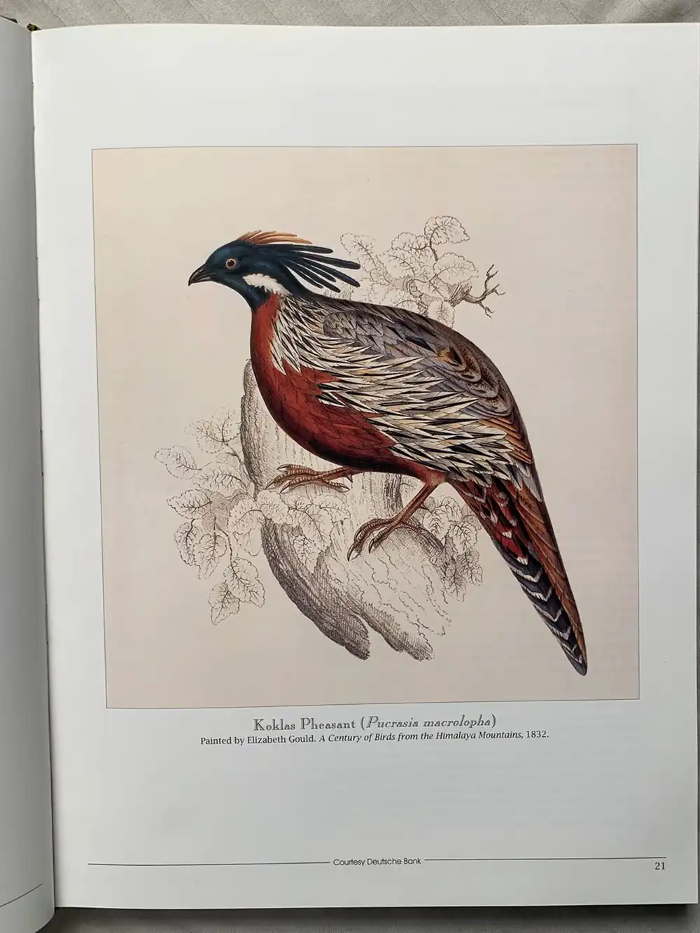 Salim Ali’s India - Image 5