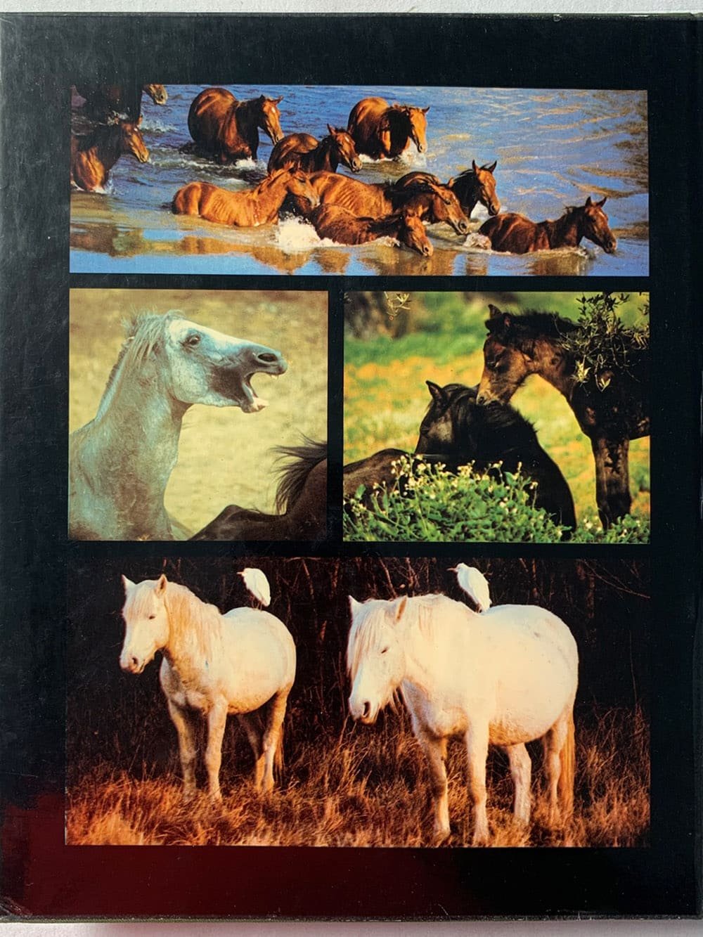 Such is the real nature of horses